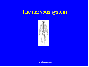 The nervous system & sensitivity