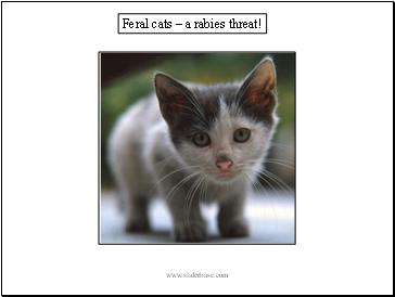 Feral cats  a rabies threat!