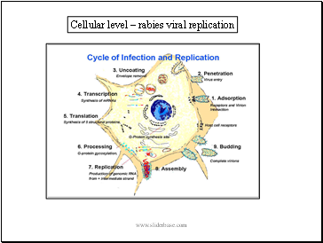 Cellular level  rabies viral replication