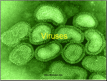 Viruses and HIV