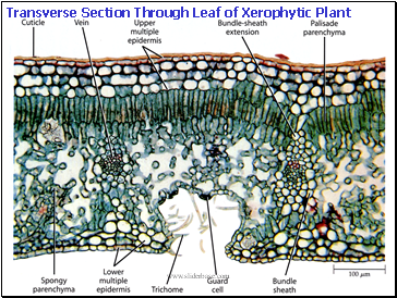 Transverse Section Through Leaf of Xerophytic Plant