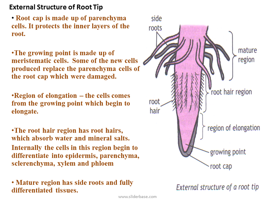 Support and transport in plants Presentation Biology