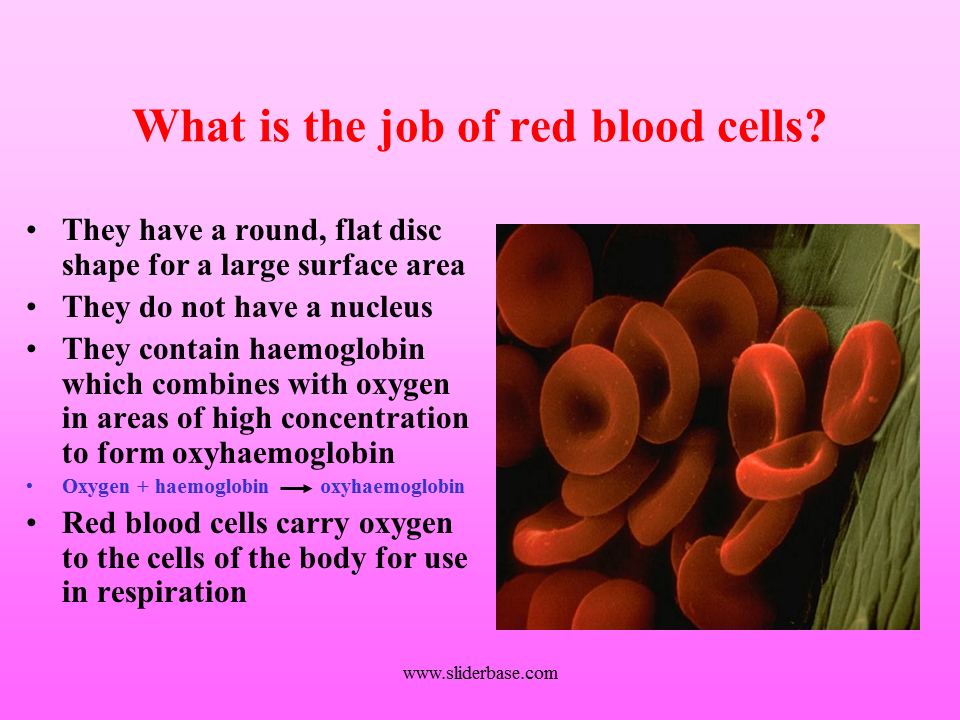 The components of the blood and their jobs - Presentation Biology