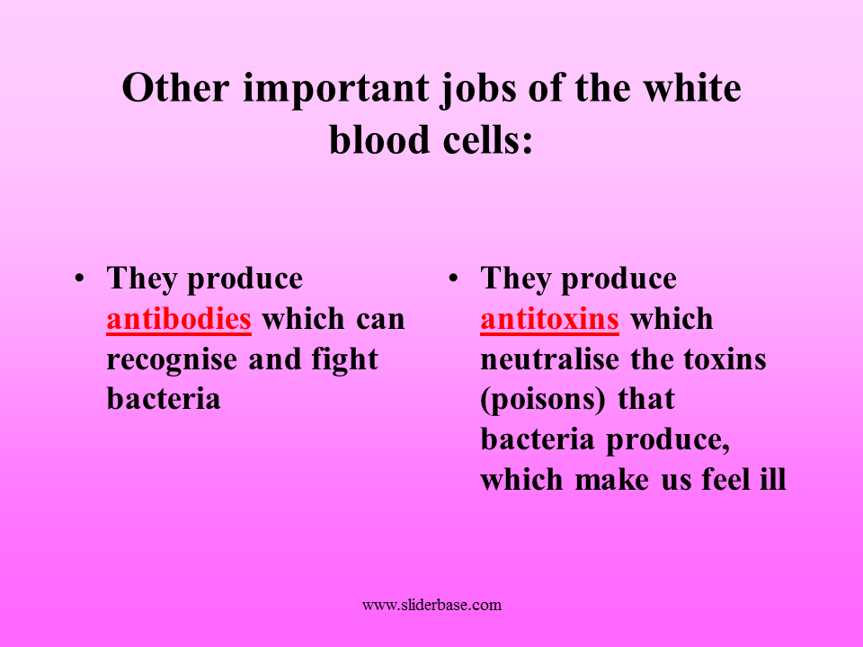 The components of the blood and their jobs - Presentation Biology