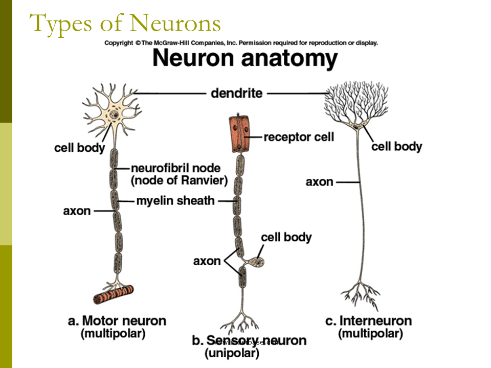 The neuron - Presentation Biology