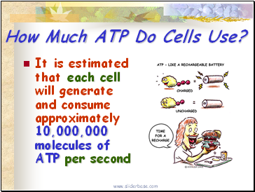 How Much ATP Do Cells Use?