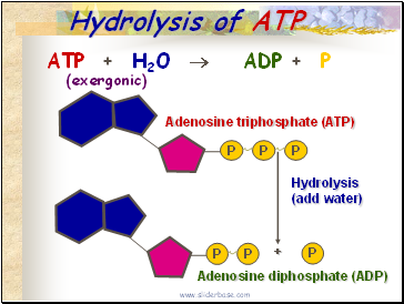 Hydrolysis of ATP