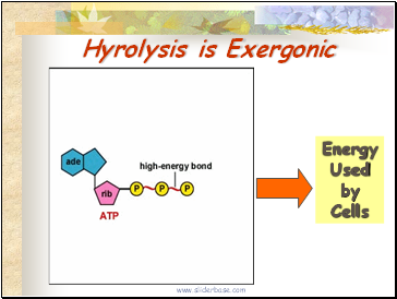 Hyrolysis is Exergonic