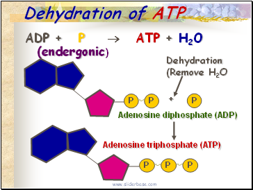Dehydration of ATP