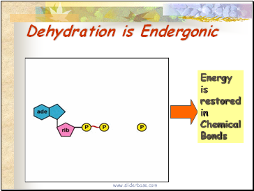Dehydration is Endergonic