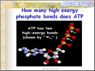 How many high energy phosphate bonds does ATP have?