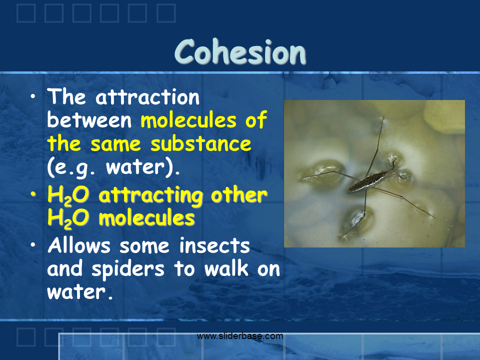 Properties of Water Presentation Biology