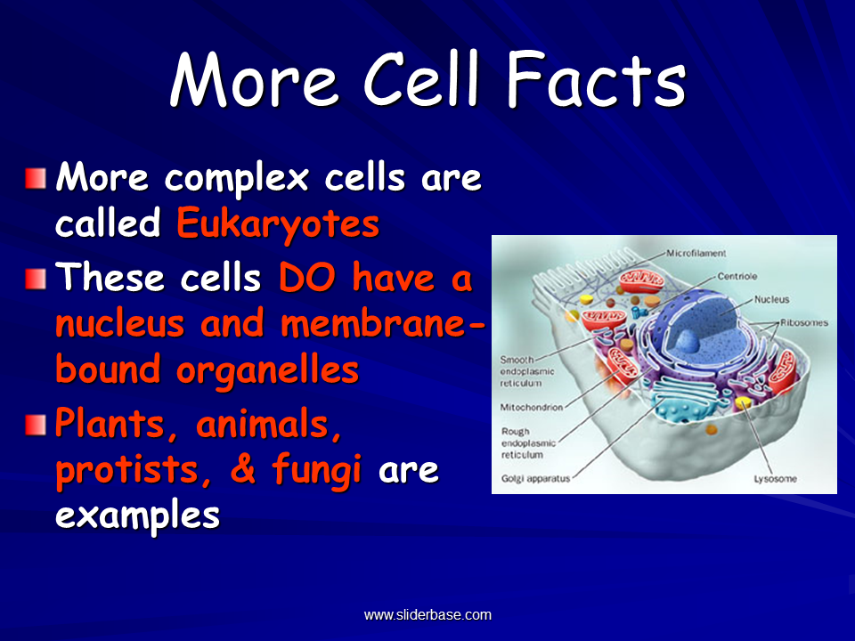 Study of Biology Presentation Biology