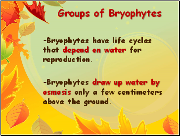 Groups of Bryophytes