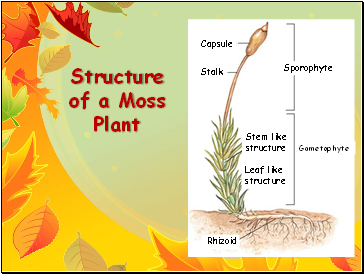 Structure of a Moss Plant