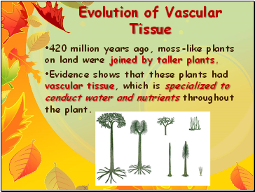 Evolution of Vascular Tissue