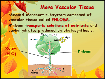 More Vascular Tissue