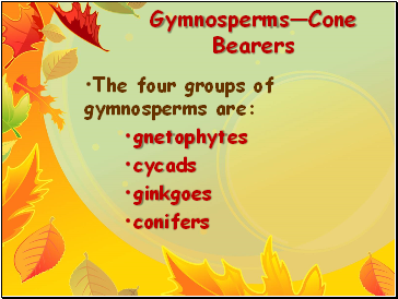 GymnospermsCone Bearers