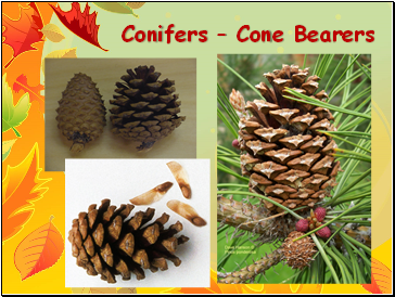 Conifers  Cone Bearers