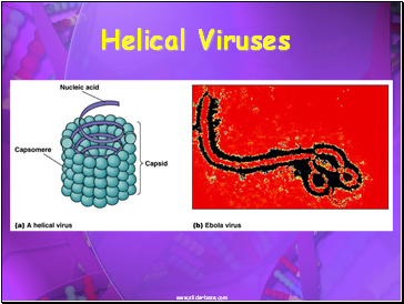 Helical Viruses