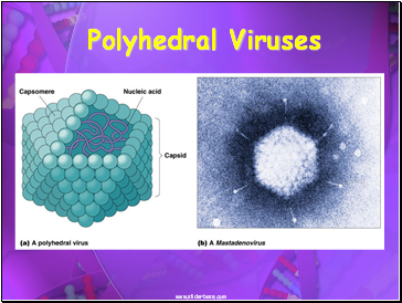 Polyhedral Viruses