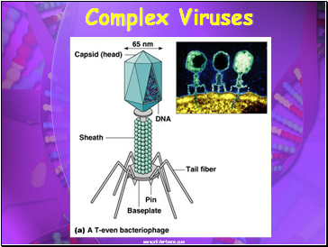 Complex Viruses