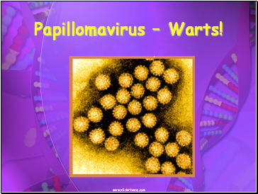 Papillomavirus  Warts!