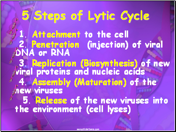 5 Steps of Lytic Cycle