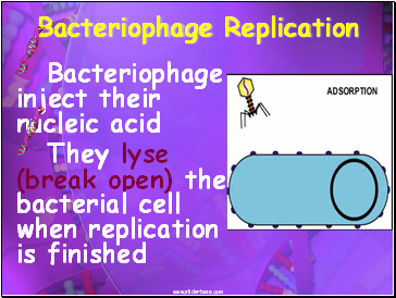 Bacteriophage Replication