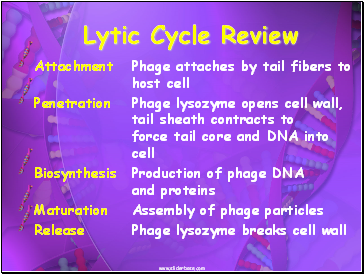 Lytic Cycle Review