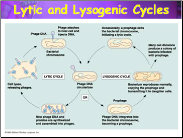 Lytic and Lysogenic Cycles