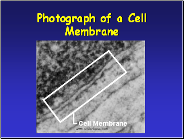 Photograph of a Cell Membrane