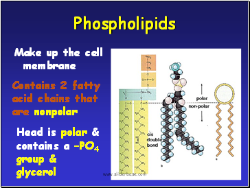 what makes up the cell membrane