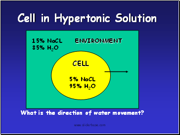 Cell in Hypertonic Solution
