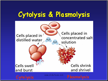 Cytolysis & Plasmolysis