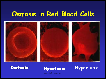 Osmosis in Red Blood Cells