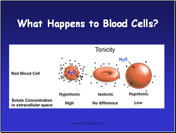 What Happens to Blood Cells?