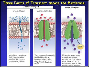 Three Forms of Transport Across the Membrane