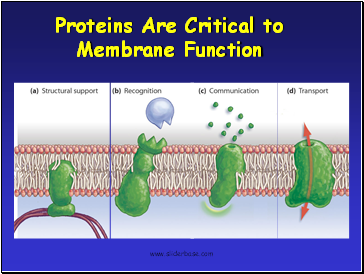 Proteins Are Critical to Membrane Function