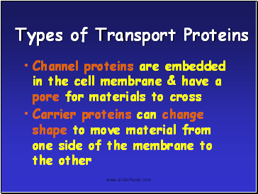 Types of Transport Proteins