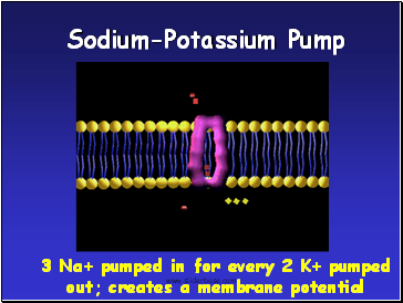 Sodium-Potassium Pump