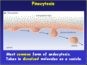 Pinocytosis
