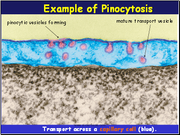 Example of Pinocytosis