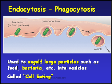 Endocytosis  Phagocytosis