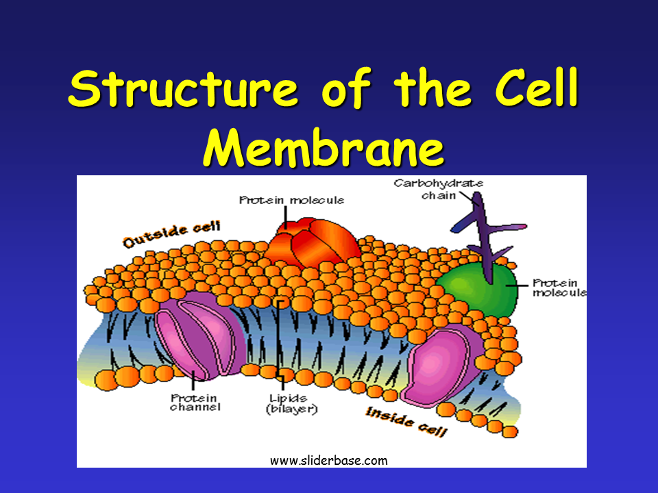 What Cell Membrane Function Functions Functions And Diagram