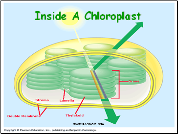 Inside A Chloroplast