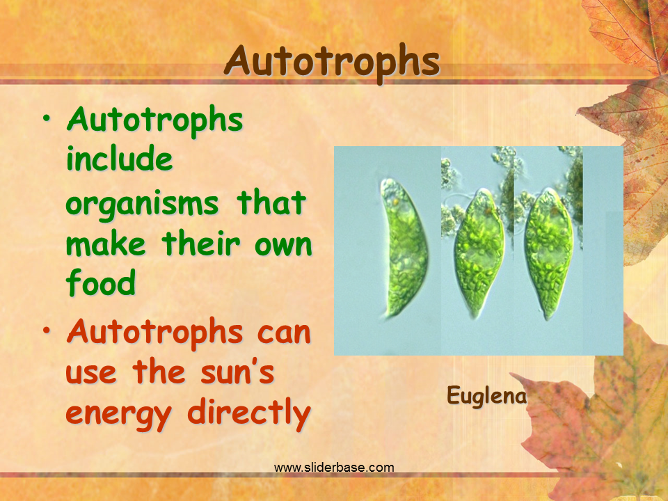 Photosynthesis Presentation Biology