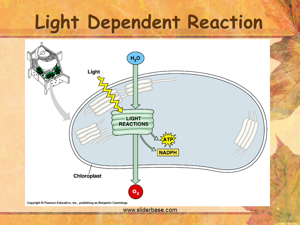 Light dependent reactions of photosynthesis