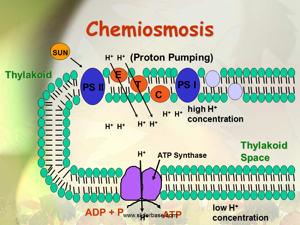 Two Parts of Photosynthesis