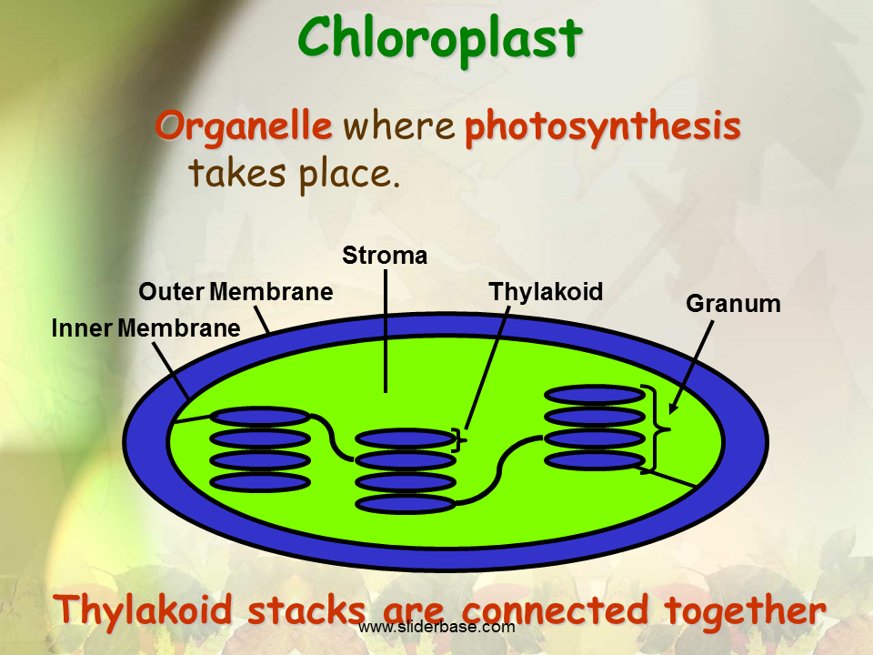 Photosynthesis Presentation Biology